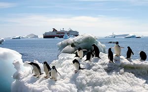 Adelie Penguins in Antarctica