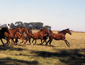 Horses and Gauchos