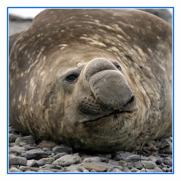 An Elephant Seal