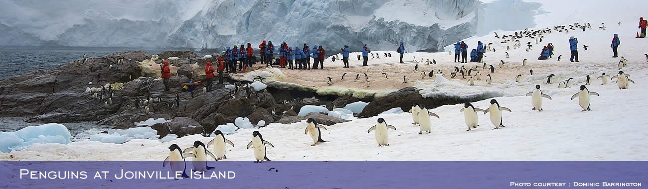 Lots of penguins to see at Joinville Island